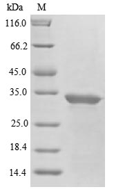 Plant Abrus precatorius Abrin-a protein