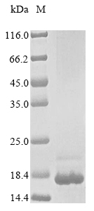 Bacteria Odorant-binding protein protein
