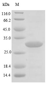 Virus ureA protein