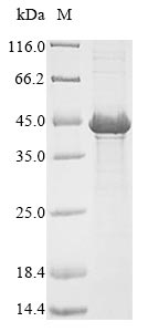 Bacteria porA protein