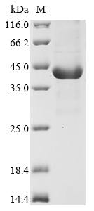 Human PGA5 protein