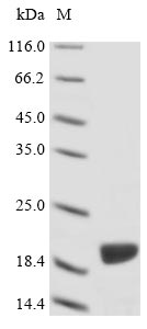 Fungi ACT1 protein