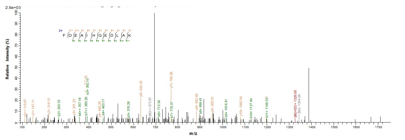 Bacteria dsbA protein