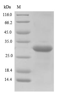 Plant Lolium perenne Pollen allergen Lol p 1 protein
