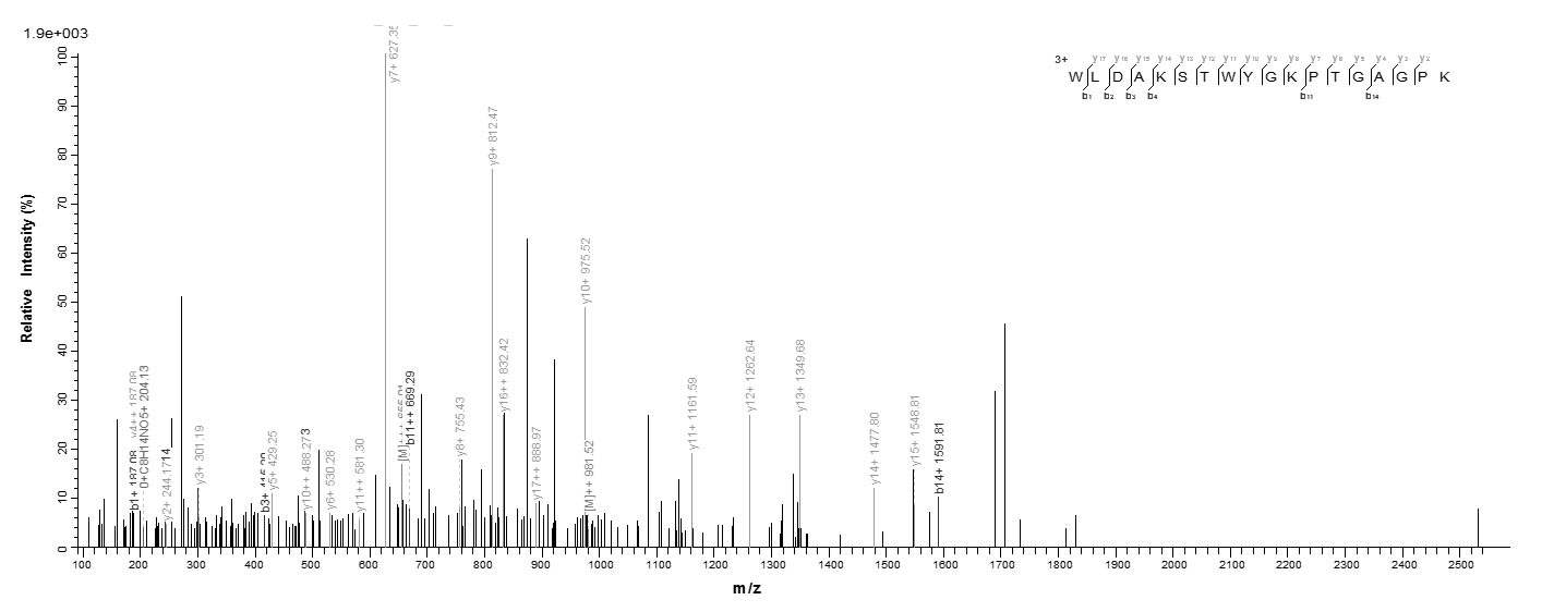 Plant Lolium perenne Pollen allergen Lol p 1 protein