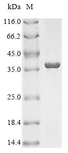 Plant nifH protein