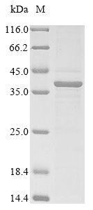 Virus D8L protein