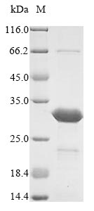 Virus E3L protein