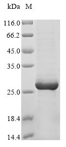 Virus GPC protein