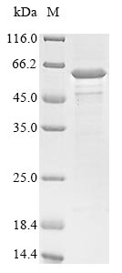 Bacteria botD protein