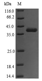 Bacteria toxA protein