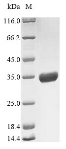 Virus A Outer capsid protein VP4 protein