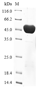 E. coli cysP protein