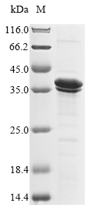 Bacteria pla protein