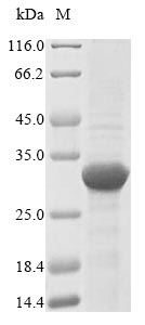 Bacteria acm protein