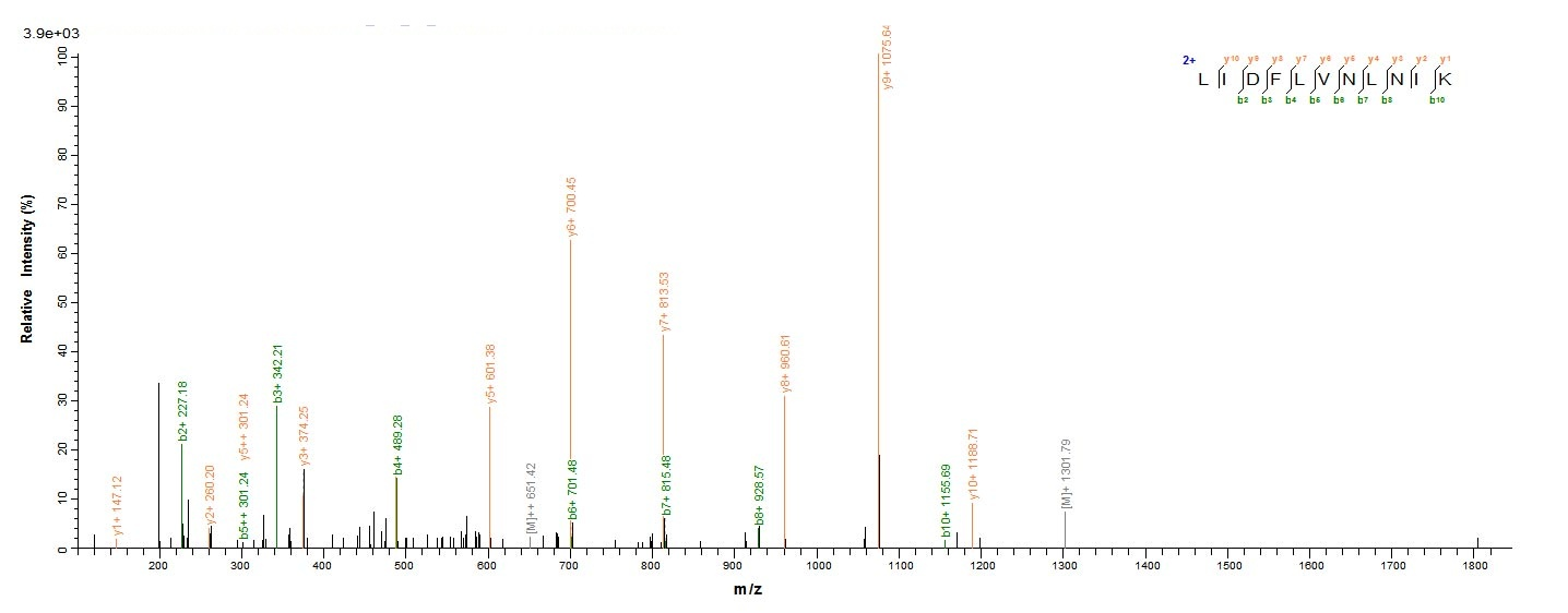 Bacteria ctfA protein