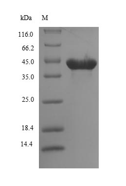 Virus P39 protein