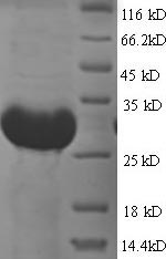E. coli btuF protein