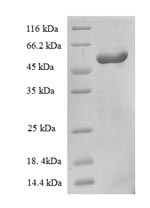 E. coli btuF protein
