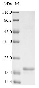 E. coli arsR protein