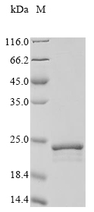 Bacteria bop protein