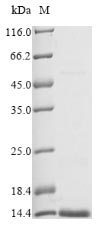 Reptile Naja mossambica Cytotoxin 5 protein