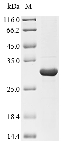 Insect Hypoderma lineatum Collagenase protein