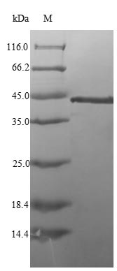 Bacteria murG protein