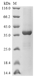 Virus ECM31 protein