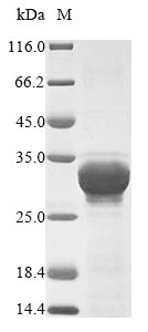 Plant Hordeum vulgare Oxalate oxidase 1 protein