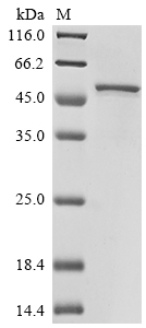 Plant EPSPS-1 protein