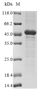 Bacteria Daucus carota Phytosulfokine-alpha protein