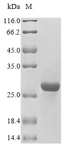 Human HLA-DMB protein