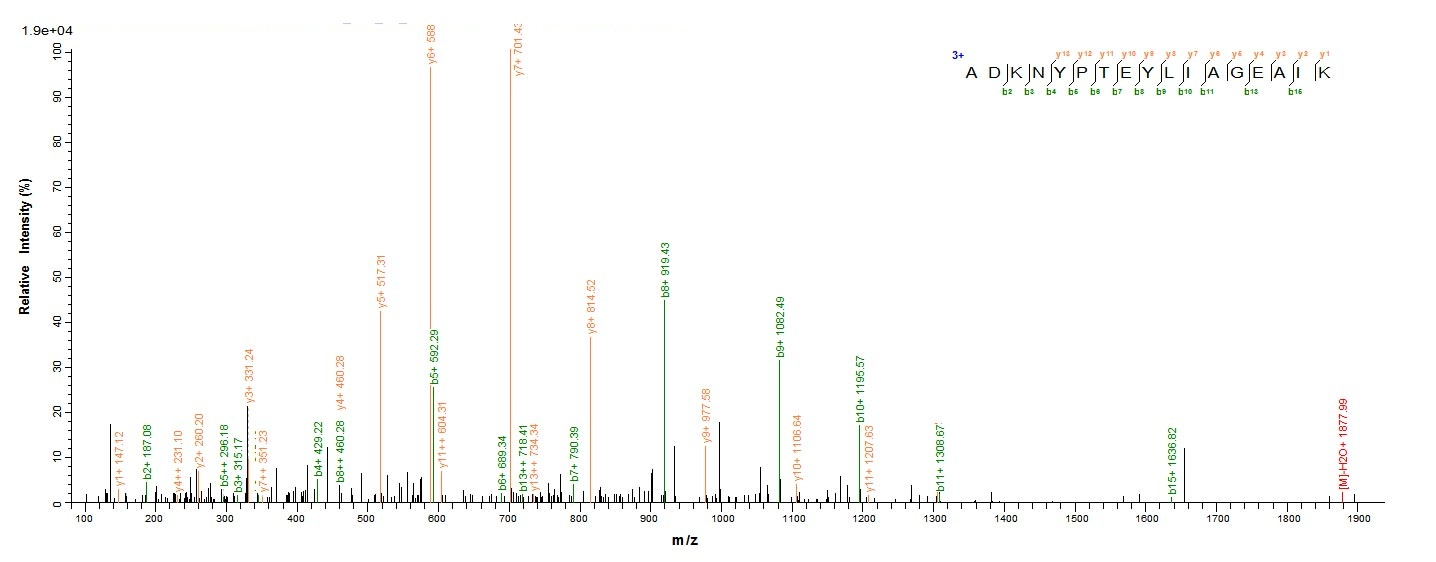 Bacteria tmpB protein