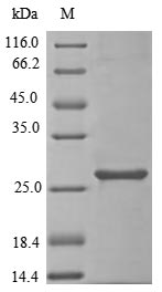 Virus AUR1 protein