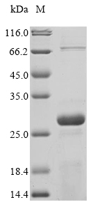 Bacteria yopB protein