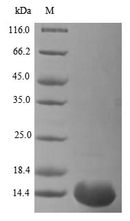 Virus PS/HR protein
