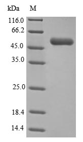 Bacteria gluD protein