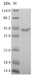 Virus LMP1 protein