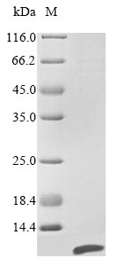 Bacteria Pseudomonas putida Arylalkyl acylamidase protein
