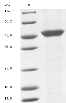 Plant patA protein