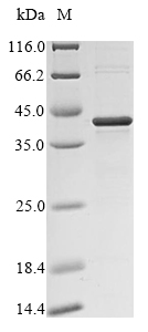 Plant ERD14 protein