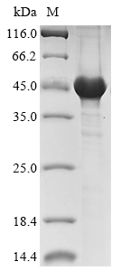 Virus Mesothelin protein