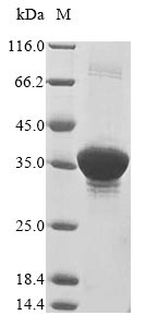 E. coli fkpA protein