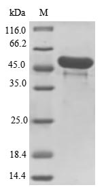 Bacteria HA-33 protein