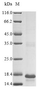 Bacteria yst protein