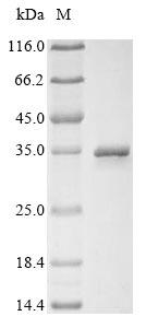 Virus A Outer capsid protein VP4 protein