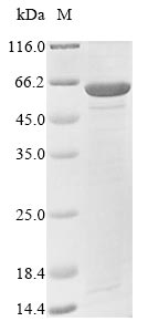 Virus APE3 protein