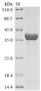 Bacteria genotype 1a Genome polyprotein protein