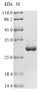 Plant Hypoderma lineatum Hypodermin-B protein